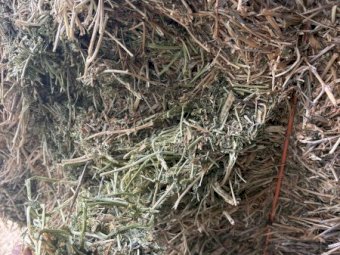 200mt Vetch Hay 650kg 8x4x3 Bales