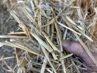 250mt Barley Straw 500kg 8x4x3 Bales