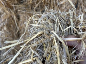 250mt Barley Straw 500kg 8x4x3 Bales