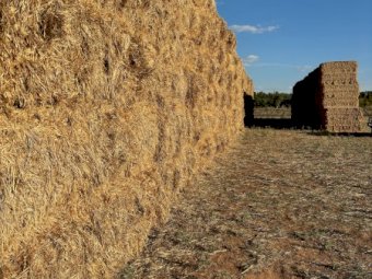 250mt Barley Straw 500kg 8x4x3 Bales