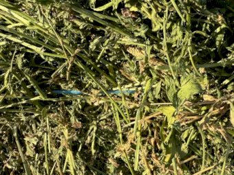 Lucerne Hay Baron Packs of 21 Horse Quality