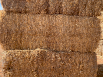 500 x Cereal Straw 8x4x3 Bales - Top bales only
