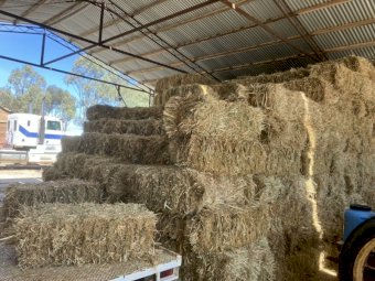 Oaten Hay in Small Square Bales