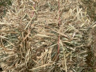 Oaten Hay in Small Square Bales