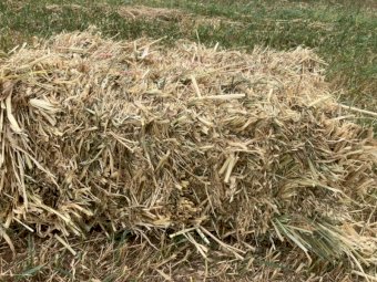 Oaten Hay in Small Square Bales