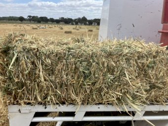 Oaten Hay in Small Square Bales