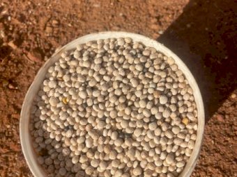 45MT Mandelup Lupins