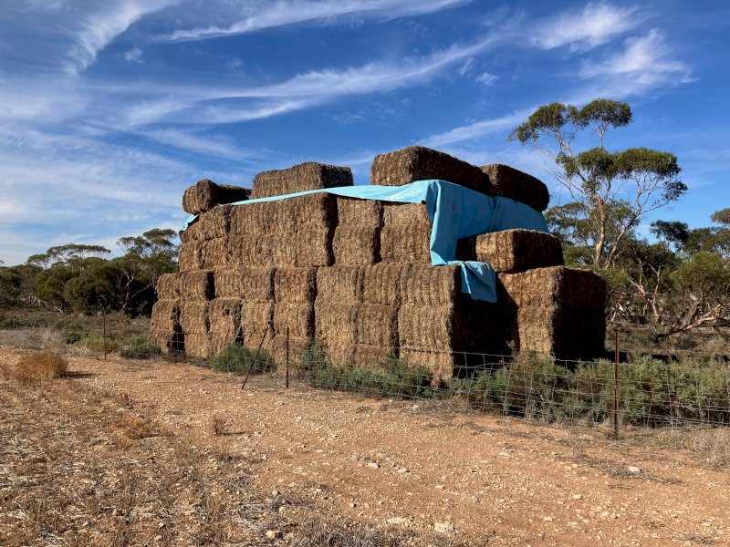 100mt Vetch Hay 500-550kg 8x4x3 Bales