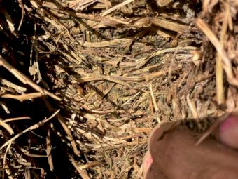 100mt Vetch Hay 500-550kg 8x4x3 Bales