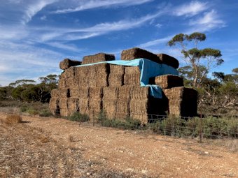 100mt Vetch Hay 500-550kg 8x4x3 Bales