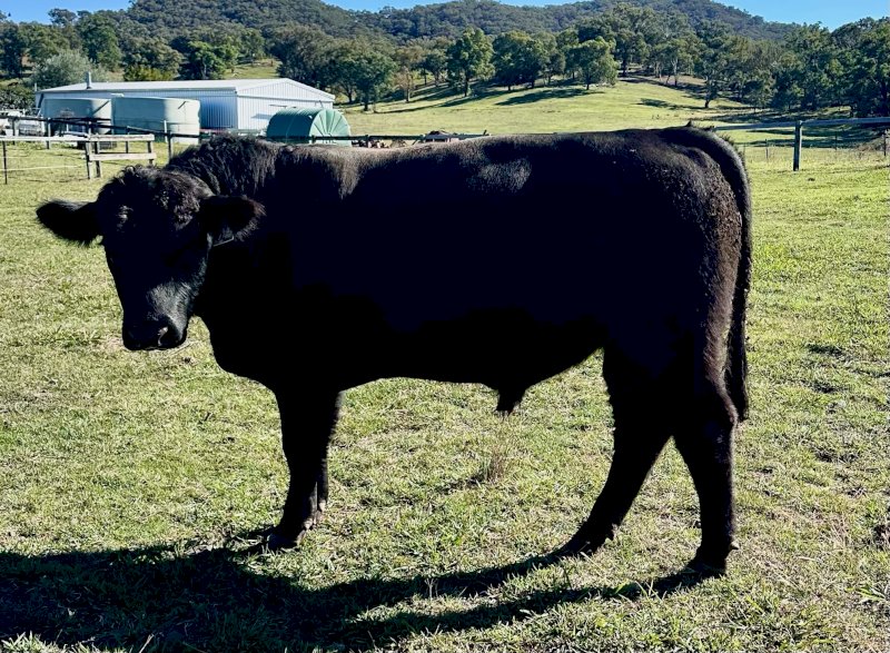 Coffin Creek Heifers x Millah Murra Rembrandt Sire 19 month old Bulls x 3