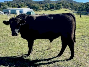 Coffin Creek Heifers x Millah Murra Rembrandt Sire 19 month old Bulls x 3