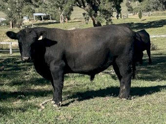 Coffin Creek Heifers x Millah Murra Rembrandt Sire 19 month old Bulls x 3