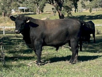 Coffin Creek Heifers x Millah Murra Rembrandt Sire 19 month old Bulls x 3
