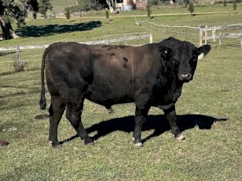 Coffin Creek Heifers x Millah Murra Rembrandt Sire 19 month old Bulls x 3