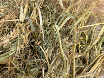 200mt Oaten Hay 560kg 8x4x3 Bales