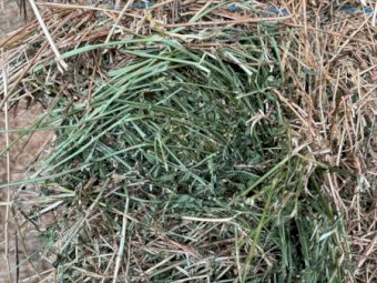 1000 x Small Lucerne Squares in Baron Packs