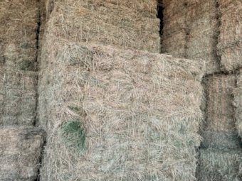 1000 x Small Lucerne Squares in Baron Packs