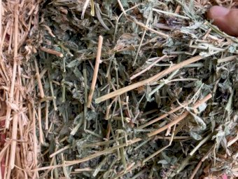 40mt Lucerne Hay 630kg 8x4x3 Bales