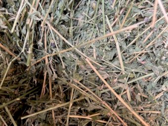 40mt Lucerne Hay 630kg 8x4x3 Bales