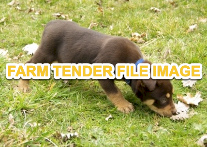 WANTED Kelpie Working Dog