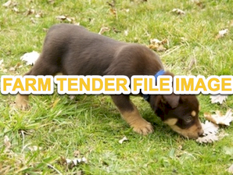 WANTED Kelpie Working Dog