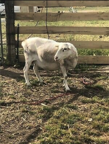 WANTED - 200 x Dorper Or Cross Dry Ewes