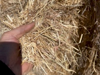 58 Bales Wheaten Hay Bottom Bales and 107 Bales Tops