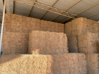 500 x Lucerne Pasture Hay Small Squares