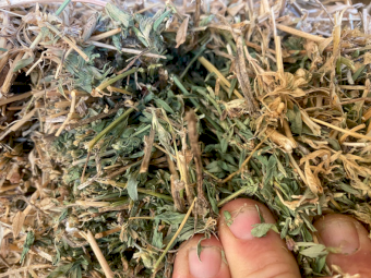 500 x Lucerne Pasture Hay Small Squares