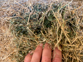 500 x Lucerne Pasture Hay Small Squares