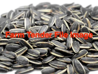 3mt Black Sunflower Seeds