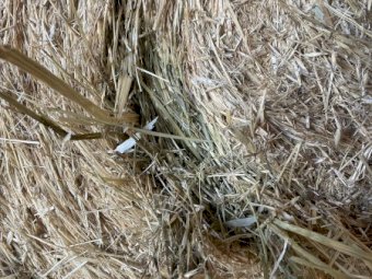 50 X Oaten Hay With Ryegrass 4X4 Round Bales