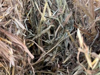 75MT Oaten Hay 8X4X3 Large Square Bales