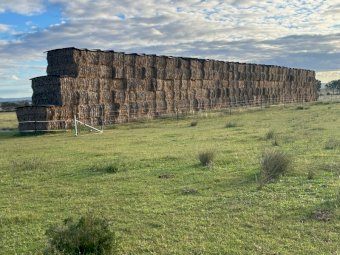 75MT Oaten Hay 8X4X3 Large Square Bales