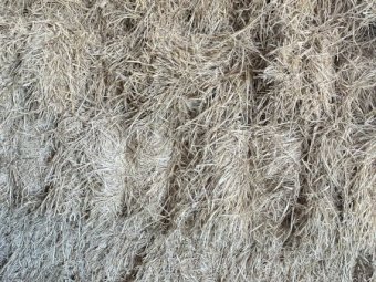 5000 Bales Rhodes Grass Hay