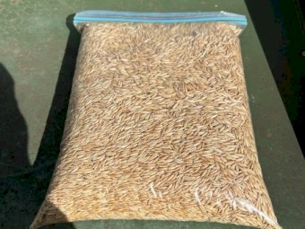 80 mt Graded Kowari  Oats
