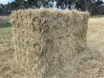 945 x Pasture Hay Small Squares