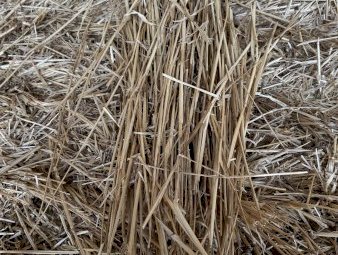 60 mt Wheaten Stripper front Straw