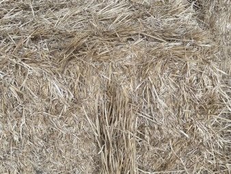 60 mt Wheaten Stripper front Straw