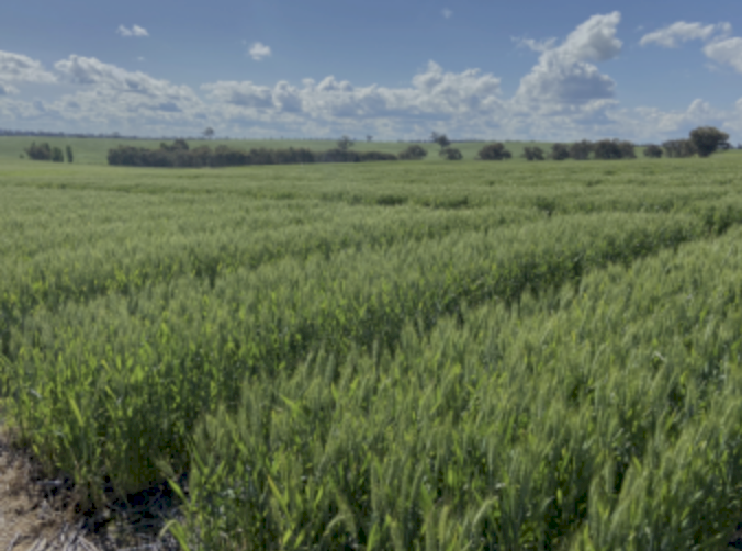 Cropstarter 15 ex Newcastle - Available Now