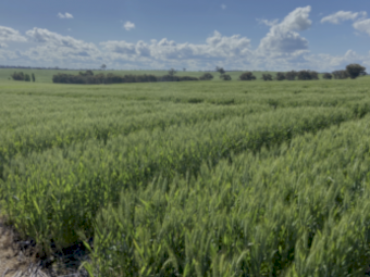 Cropstarter 15 ex Newcastle - Available Now