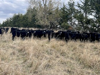 50 x Angus Weaned Heifers