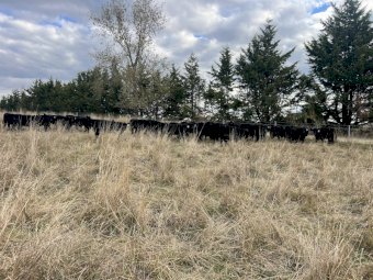 50 x Angus Weaned Heifers