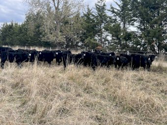 50 x Angus Weaned Heifers