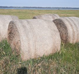 18 X Ryegrass Hay 5X4 Round Bales