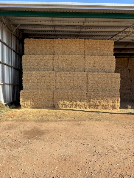 Mulched Rice Straw 8x4x3 Bales