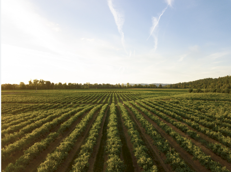 Granulock SS - Ex Geelong