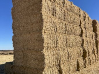 250mt Rice Straw 500kg 8x4x3 Bales