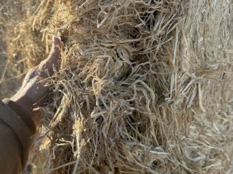 250mt Rice Straw 500kg 8x4x3 Bales